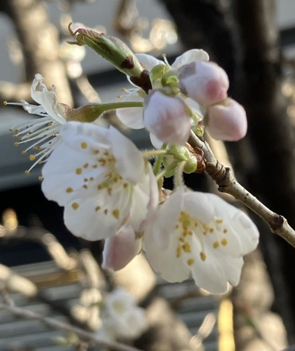 3月号 カタログ